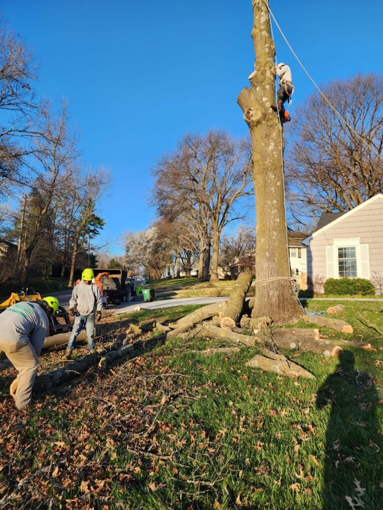 Family Tree Services Llc (184)