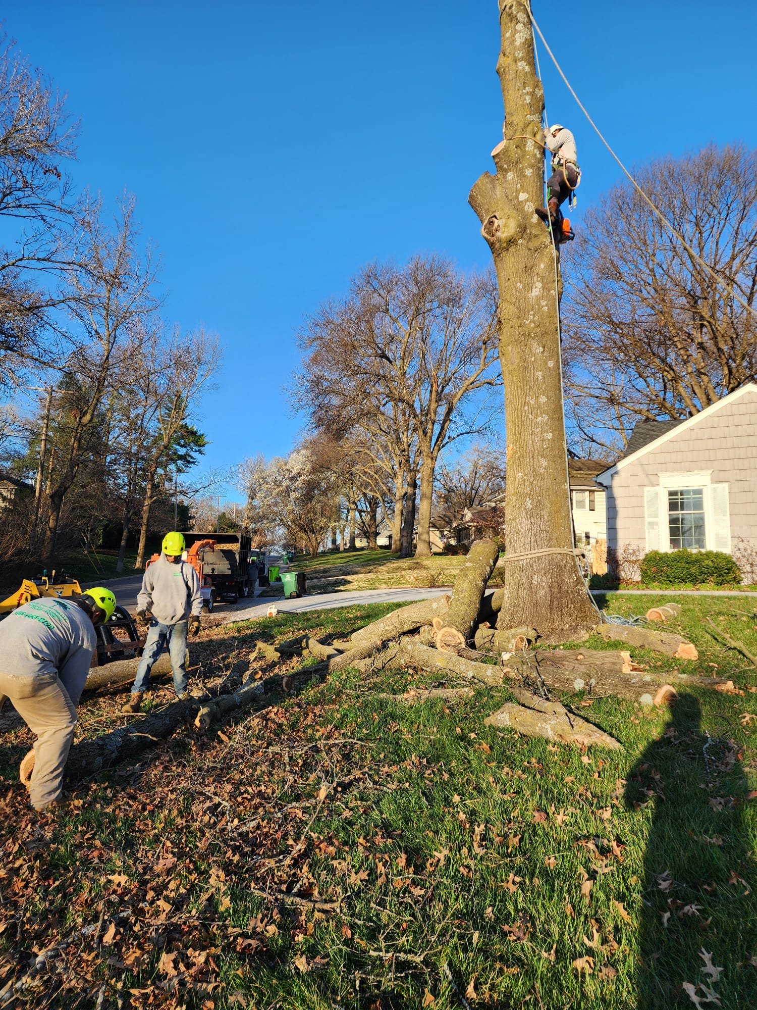 Family Tree Services Llc (184)