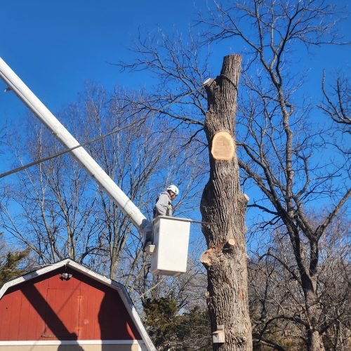 Family Tree Services Llc (141)