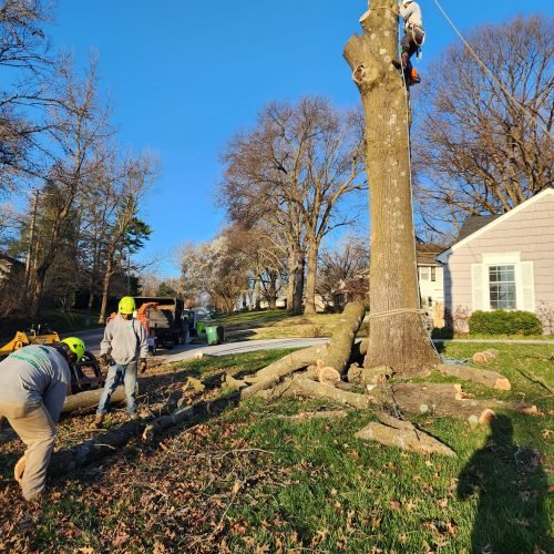 Family Tree Services Llc (184)